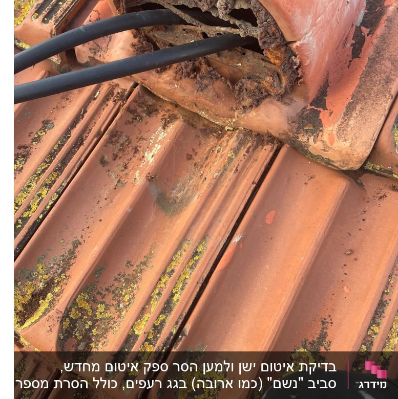 רעפים עם כבלים שחורים וטחב צהוב